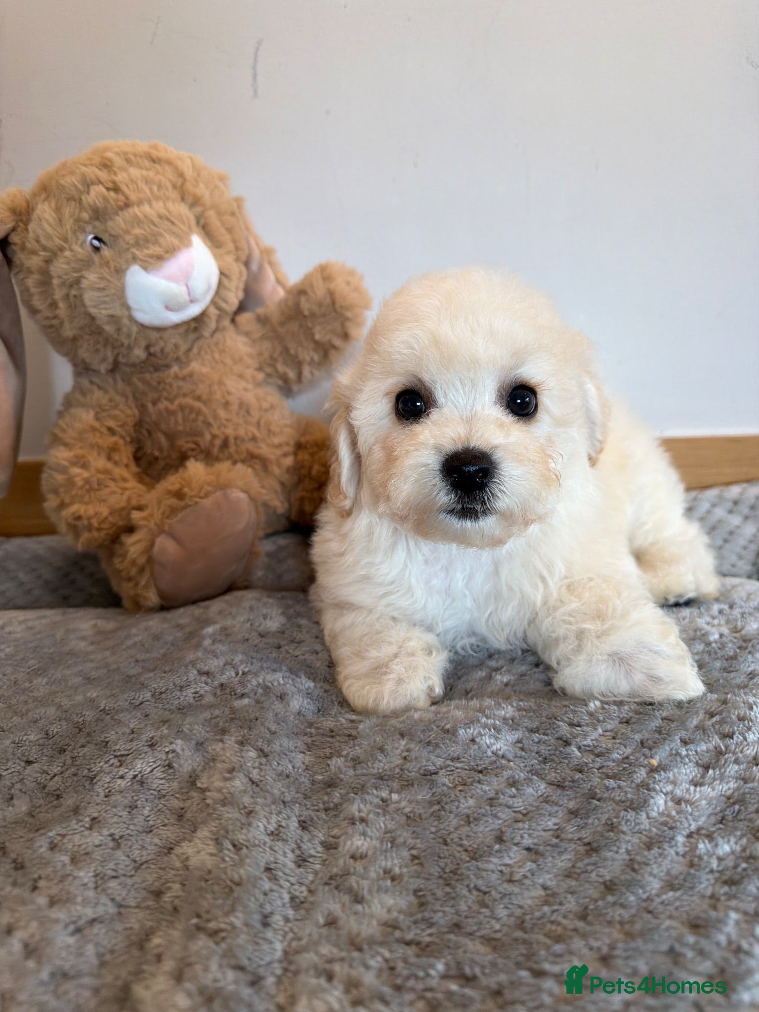 Poochon dogs Beautiful poochon puppies  - Advert 1