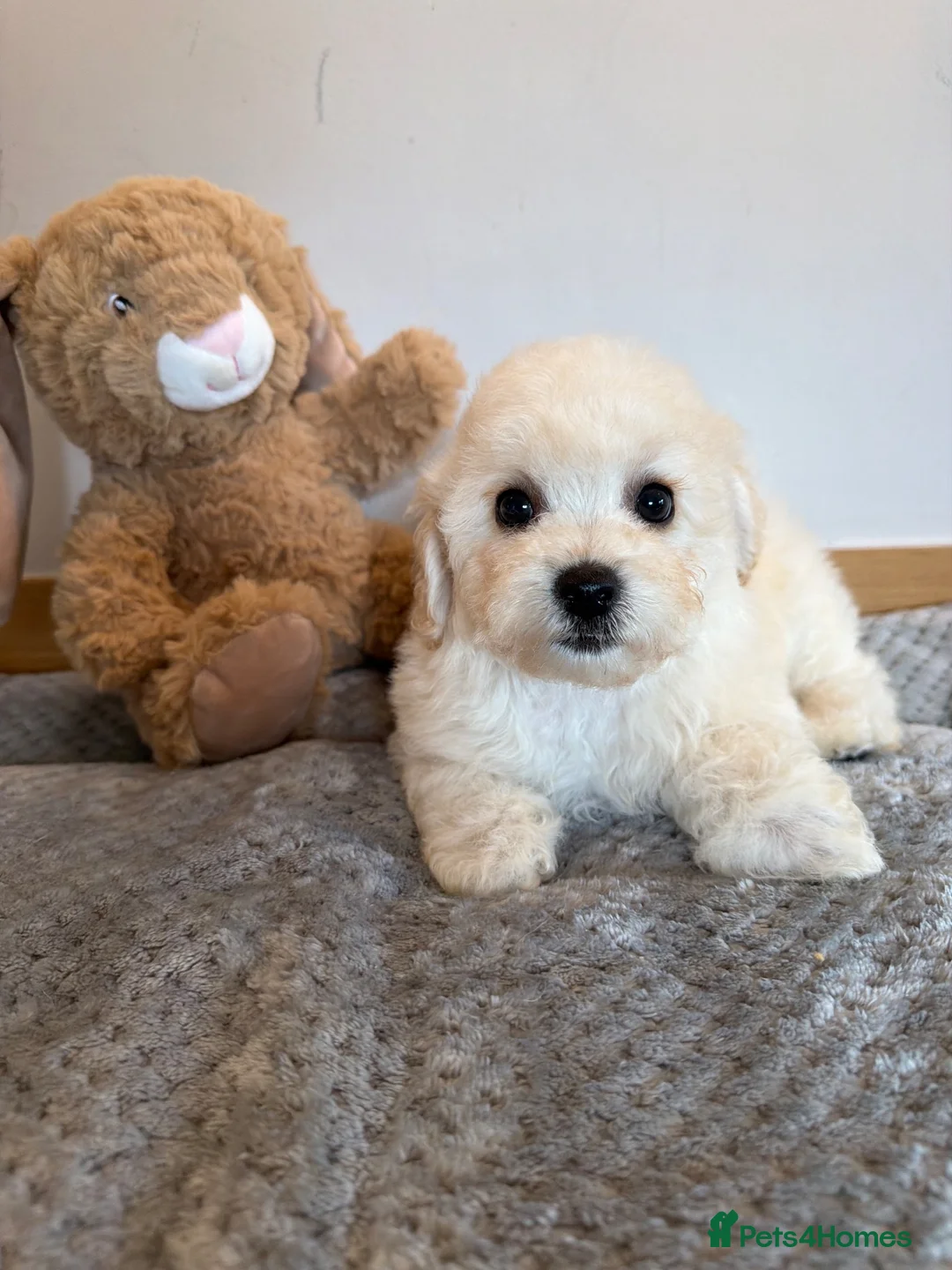 Poochon dogs for sale: Beautiful poochon puppies  in Llanelli - Advert 1
