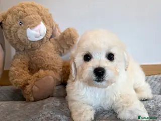 Poochon dogs Beautiful poochon puppies - Advert 5