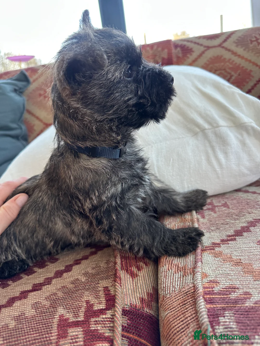 Cairn Terrier dogs for sale: Quality Beautiful KC Reg Cairn Terrier Puppies.  - Advert 29