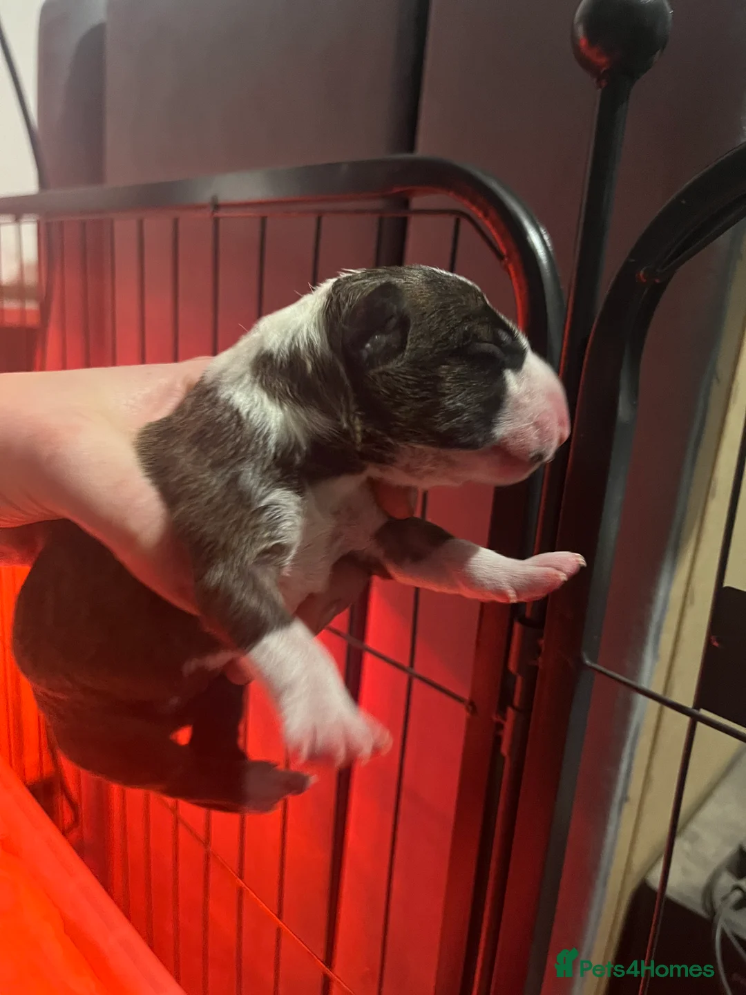 English Bull Terrier dogs for sale: Bull terrier standard. KC registered. BOY - Advert 19