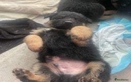 German Shepherd dogs for sale: German Shepherd puppies for sale (Full Pedigree) - Image 37
