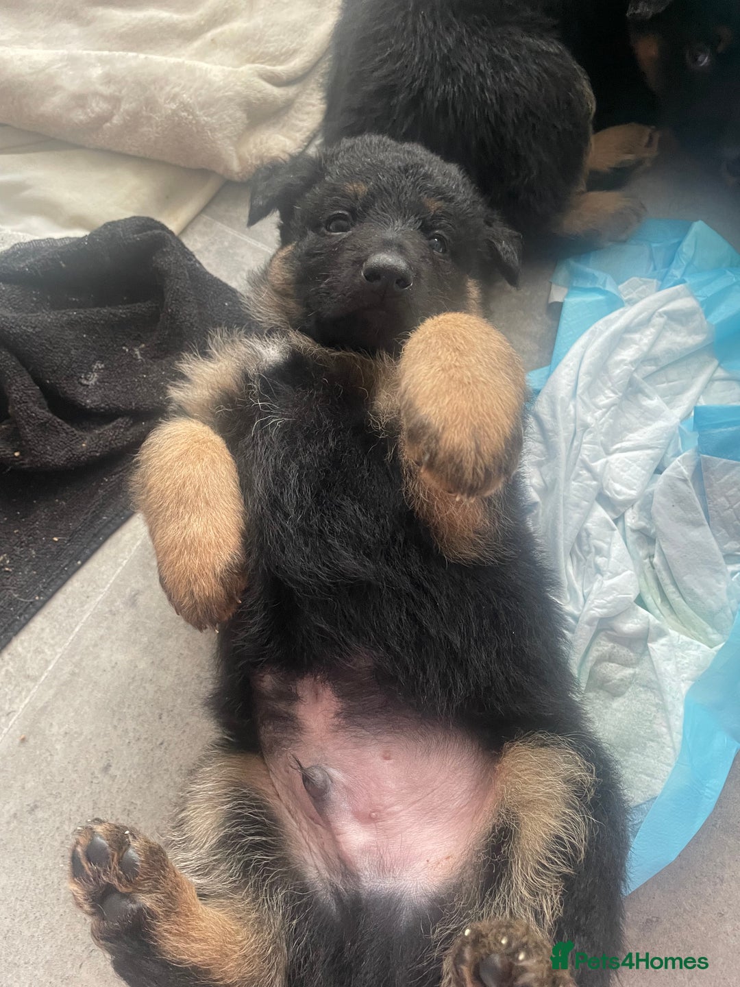 German Shepherd dogs for sale: German Shepherd puppies for sale (Full Pedigree) - Image 37