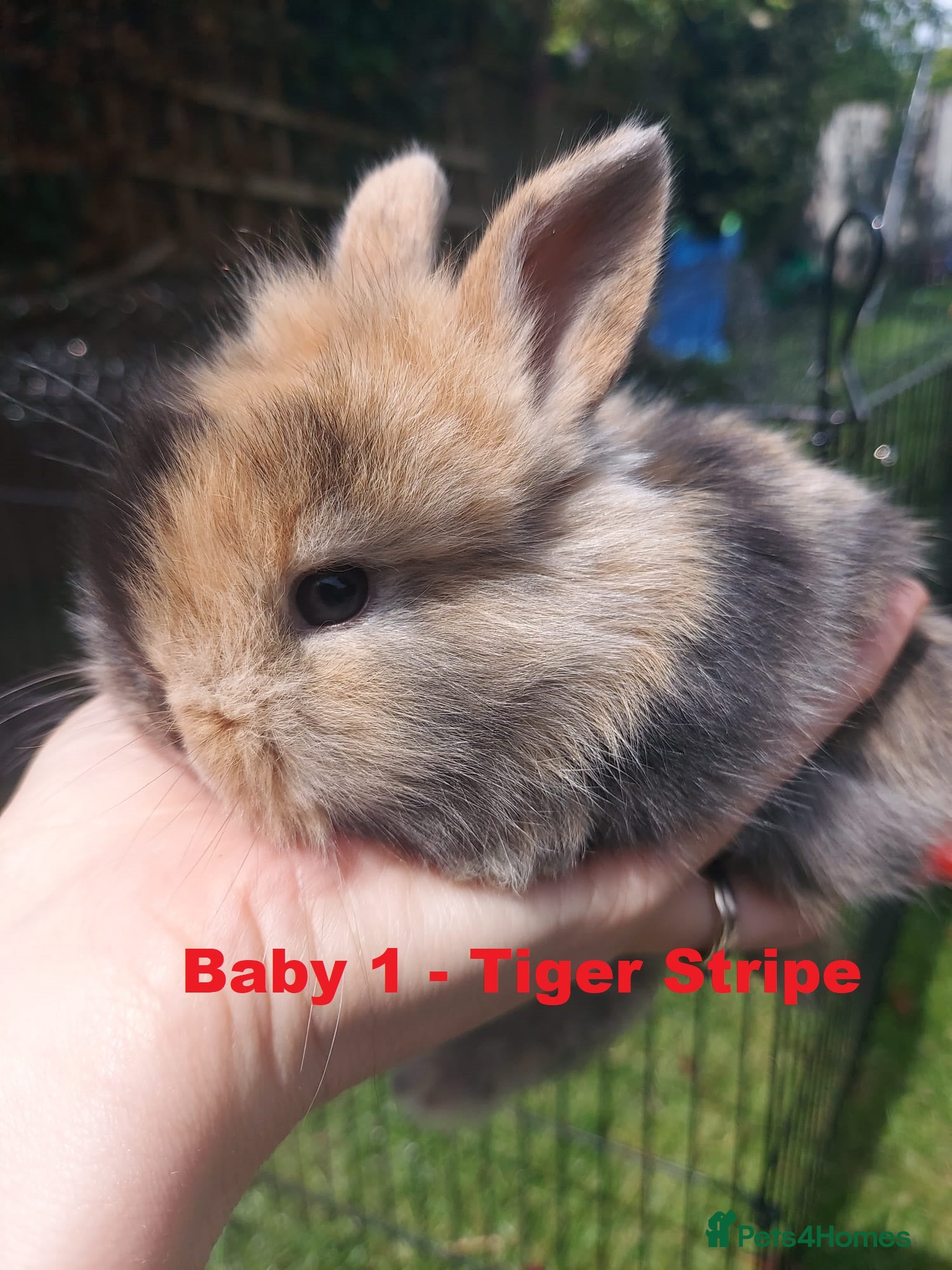 Mini Lop rabbits for sale: 3 x Mini Lion Lops ready to collect 23 June - Advert 2