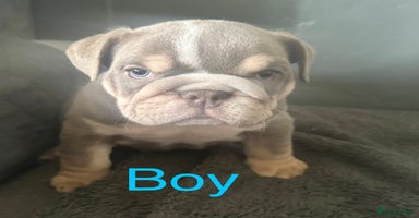 English Bulldog dogs - Advert 14