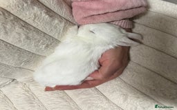 Mini Lop rabbits for sale: Adorable Baby Bunnies🥰- Mini Lops Mixed  - Image 1