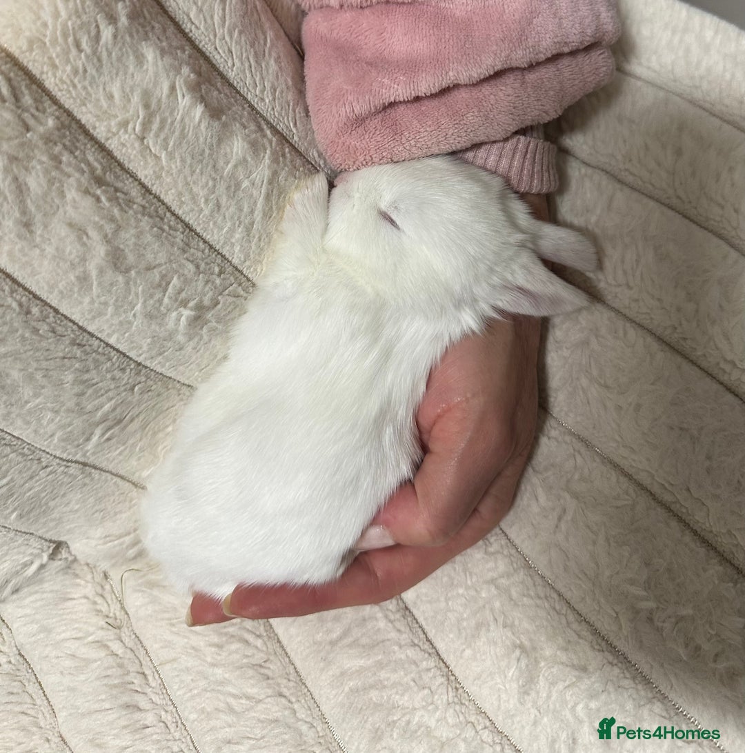 Mini Lop rabbits for sale: Adorable Baby Bunnies🥰- Mini Lops Mixed  - Image 1