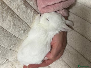 Mini Lop rabbits - Advert 22