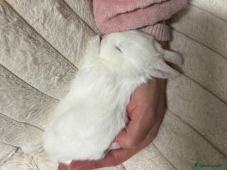 Mini Lop rabbits Adorable Baby Bunnies🥰- Mini Lops Mixed - Advert 12