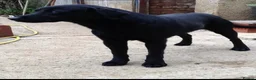 Labrador Retriever dogs for sale: Gorgeous litter of working labradors in Chipping Norton - Advert 8