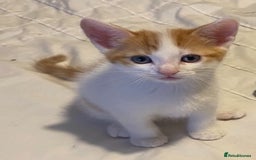 Mixed Breed cats for sale: 4 Beautiful kittens  - Image 6