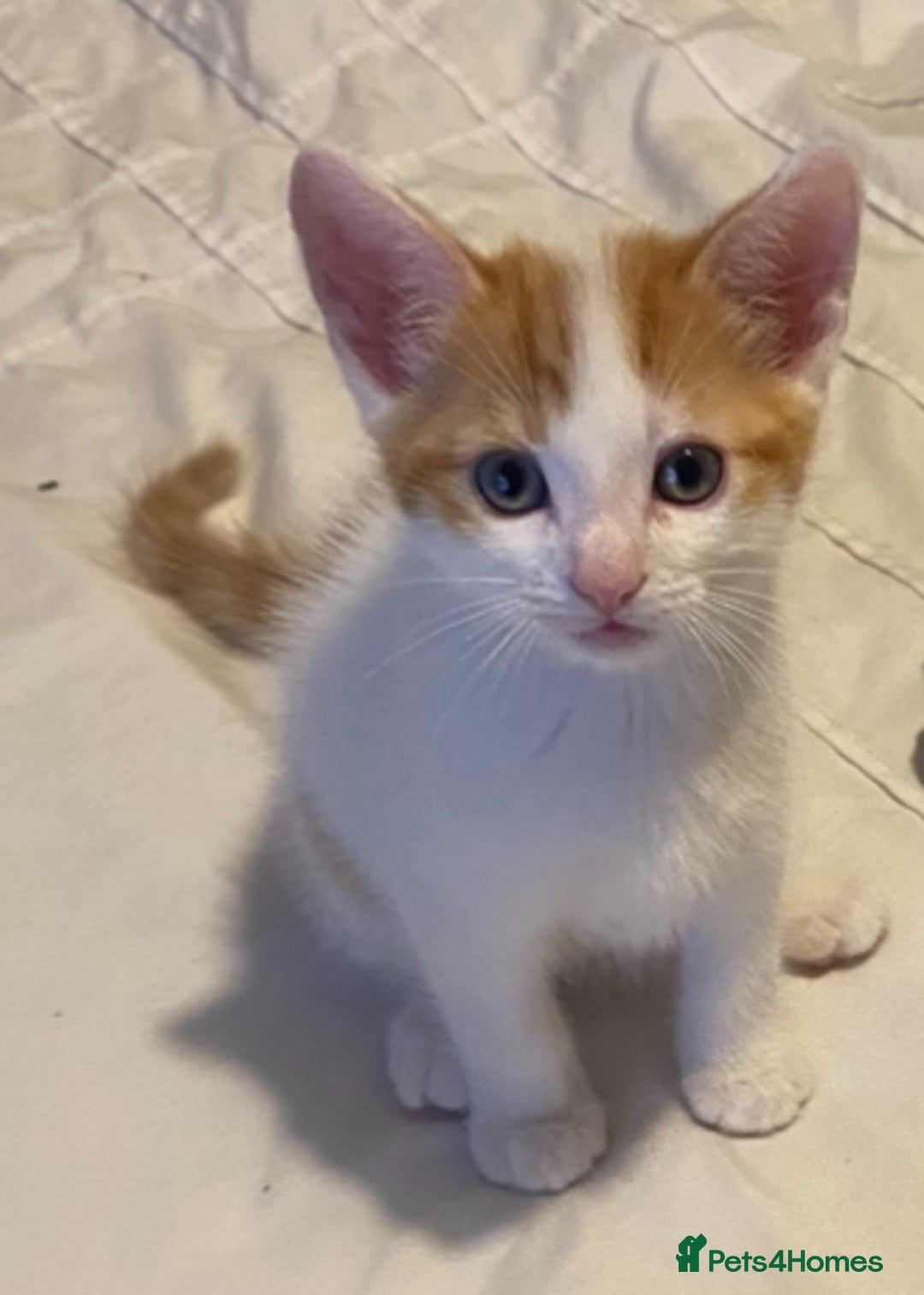 Mixed Breed cats for sale: 4 Beautiful kittens  - Image 6