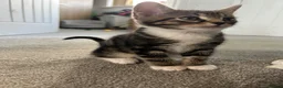 Mixed Breed cats for sale: British Short Hair cross - ONE BOY LEFT - Advert 11