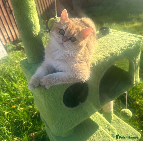 British Shorthair cats - Advert 7