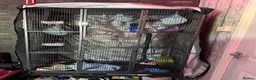 Sugar Glider rodents for sale: Sugar gliders in Burry Port - Advert 2