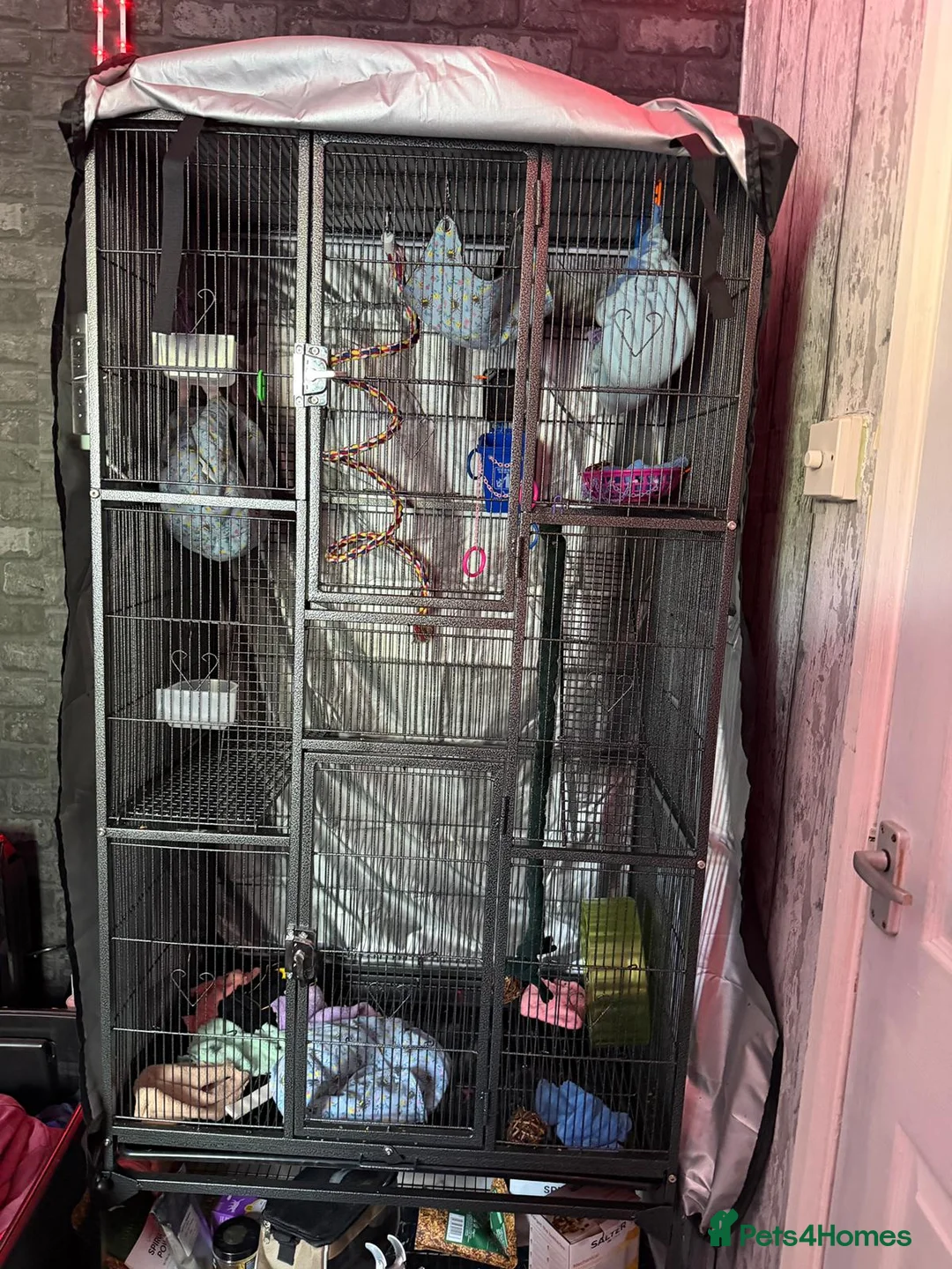 Sugar Glider rodents for sale: Sugar gliders in Burry Port - Advert 2