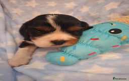 Cavalier King Charles Spaniel dogs for sale: Kc reg health tested parents 🩷💙 - Image 9