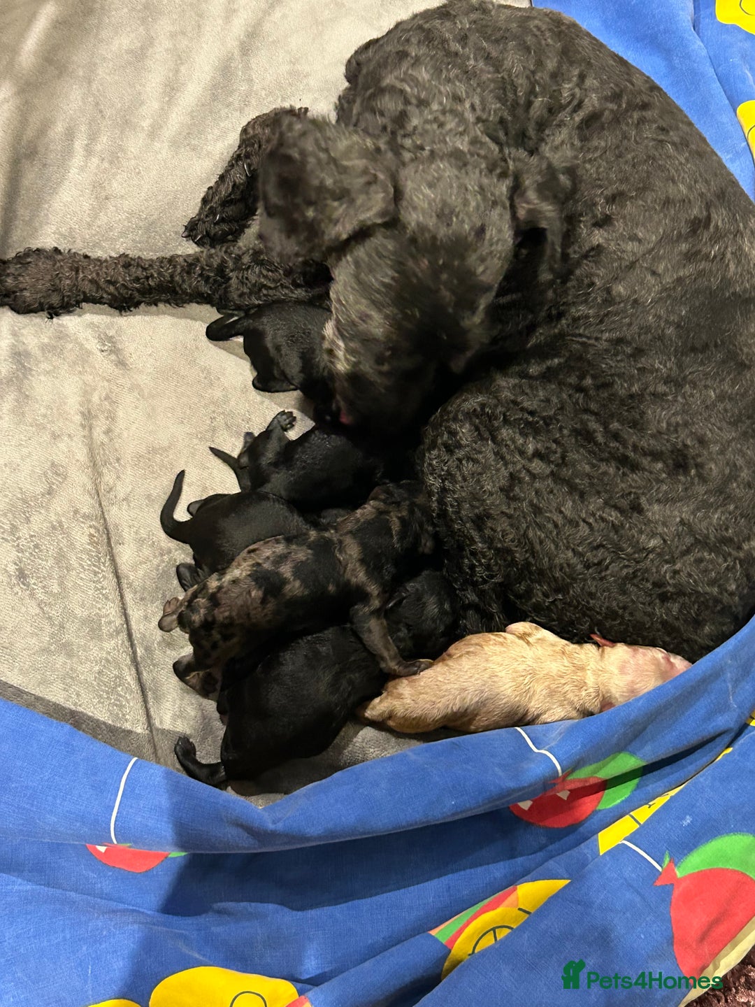 Miniature Poodle dogs for sale: Miniature Poodle Puppies  - Image 30