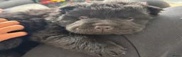 Chow Chow dogs for sale:  3 Black Female Chow Chow Puppies Available  - Advert 4