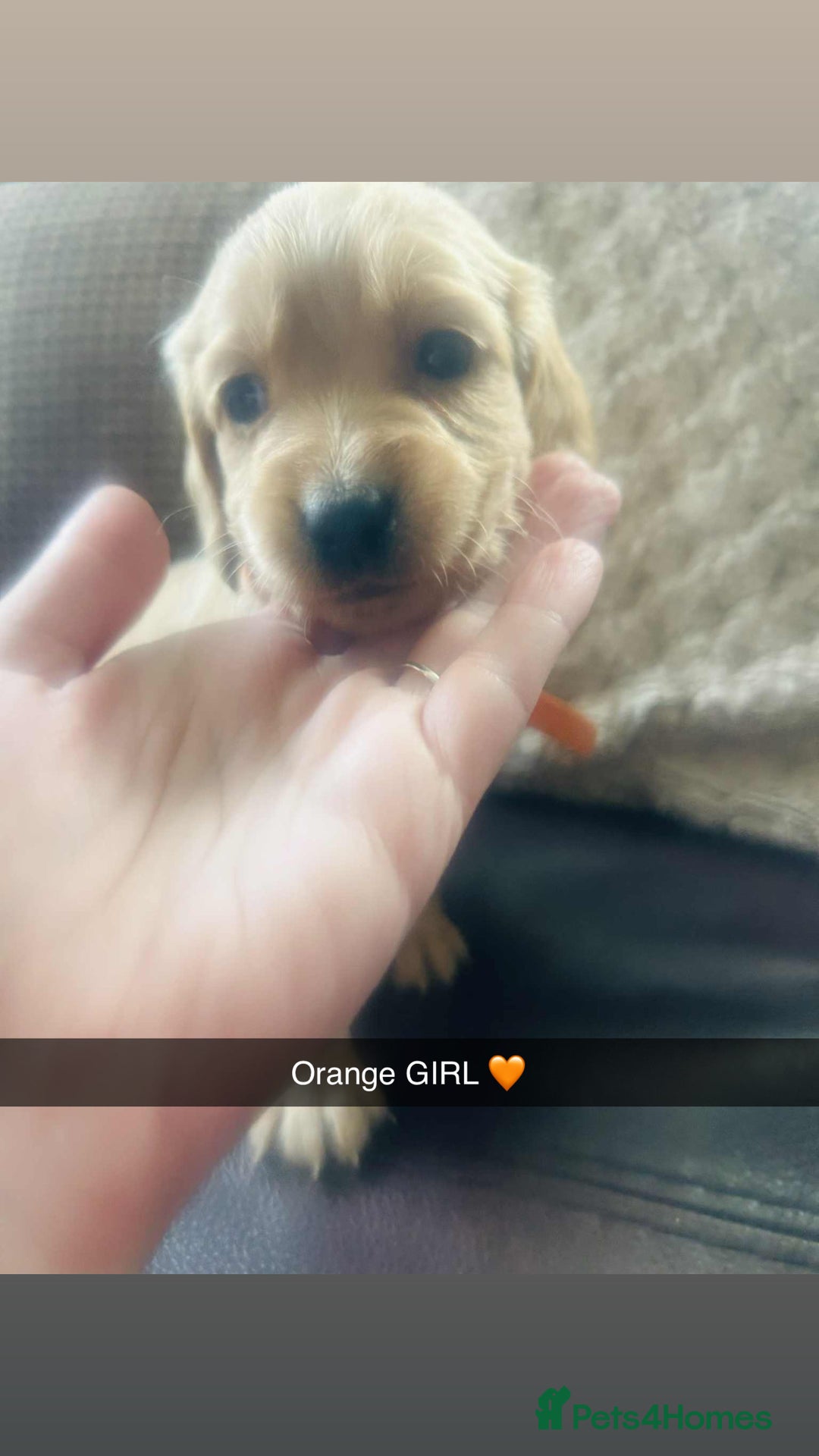 Cocker Spaniel dogs for sale: Cocker spaniel puppies for sale  - Image 4