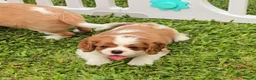 Cavalier King Charles Spaniel dogs for sale: Cavalier King Charles Spaniel Puppies Available - Advert 7