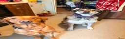 Mixed Breed dogs for sale: Beautiful Kira in Swadlincote - Advert 9