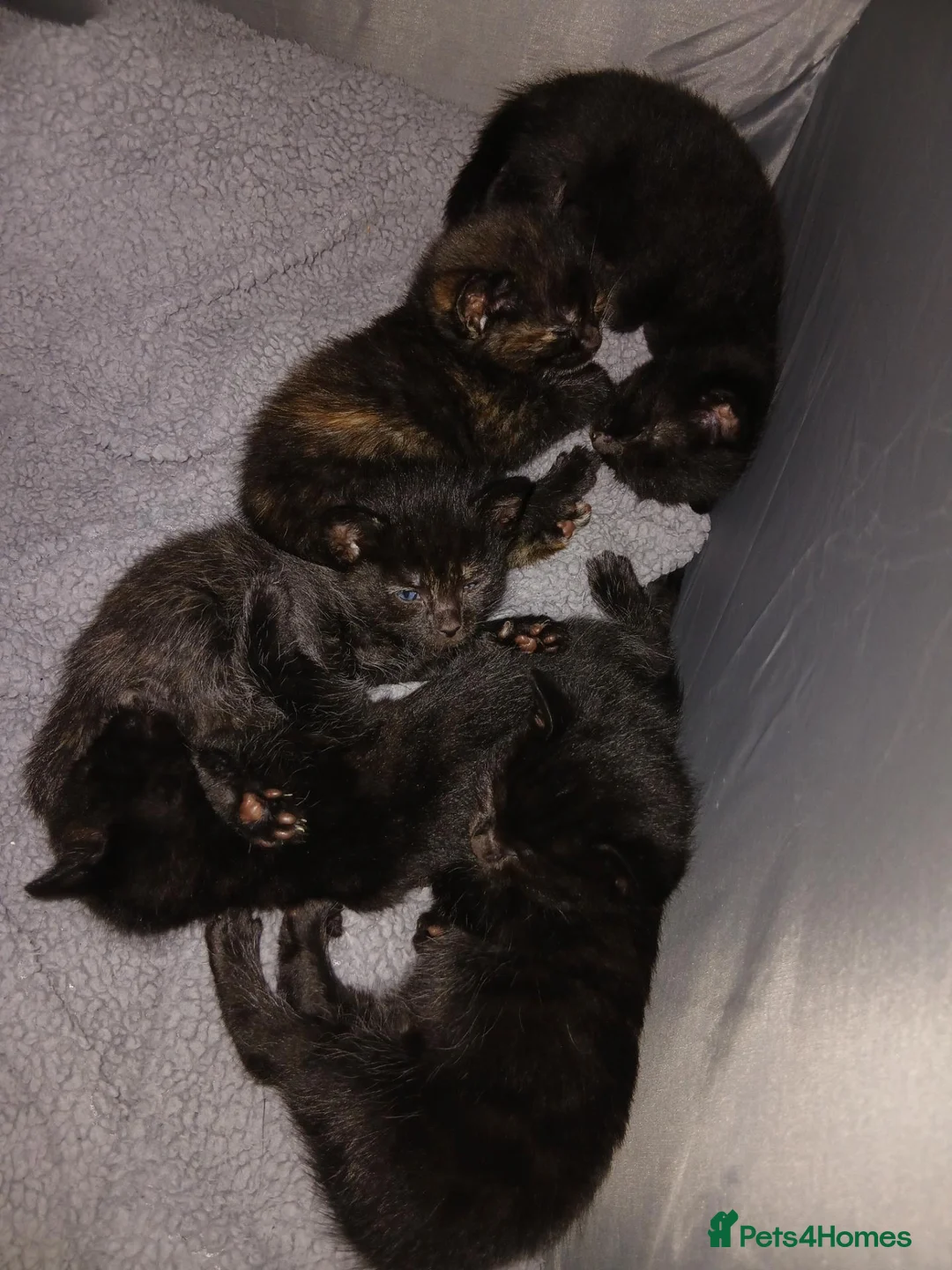 British Shorthair cats for sale: Boy Kittens in Swindon - Advert 9