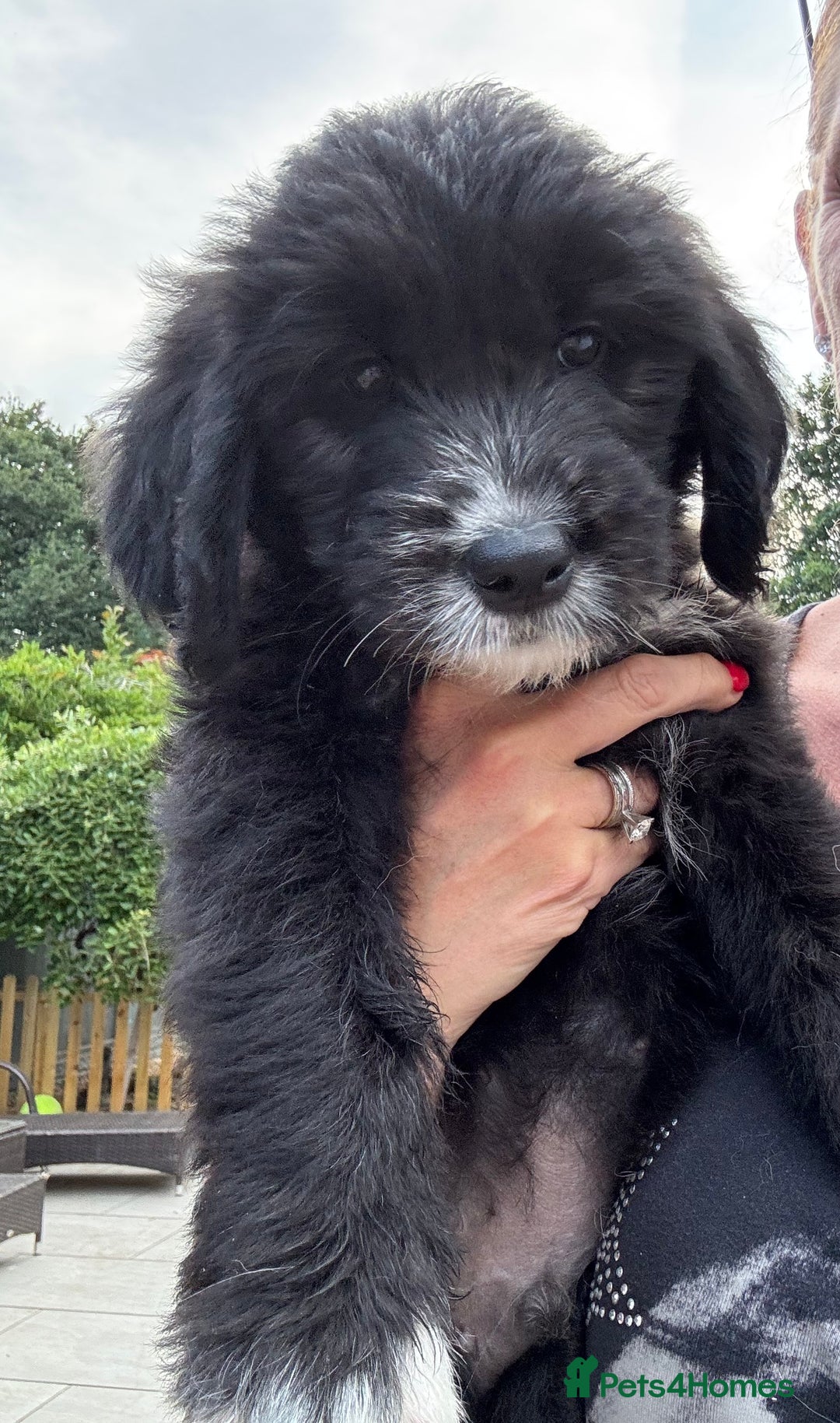 Mixed Breed dogs for sale: Golden Oldie’s (golden retriever/old english)  - Image 21