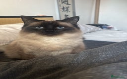 Ragdoll cats for sale: Ragdoll kittens  - Image 3