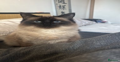 Ragdoll cats Ragdoll kittens  - Advert 3