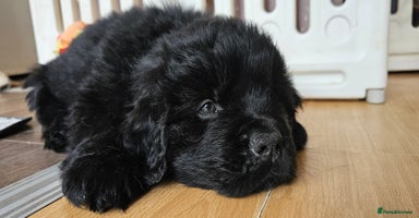 Newfoundland dogs Outstanding Newfoundland babies  - Advert 11