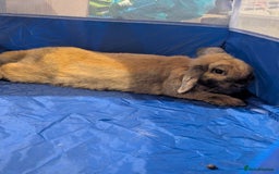 Mini Lop rabbits for sale: Baby pure bred mini lop rabbits sooty-fawn colour  - Advert 3