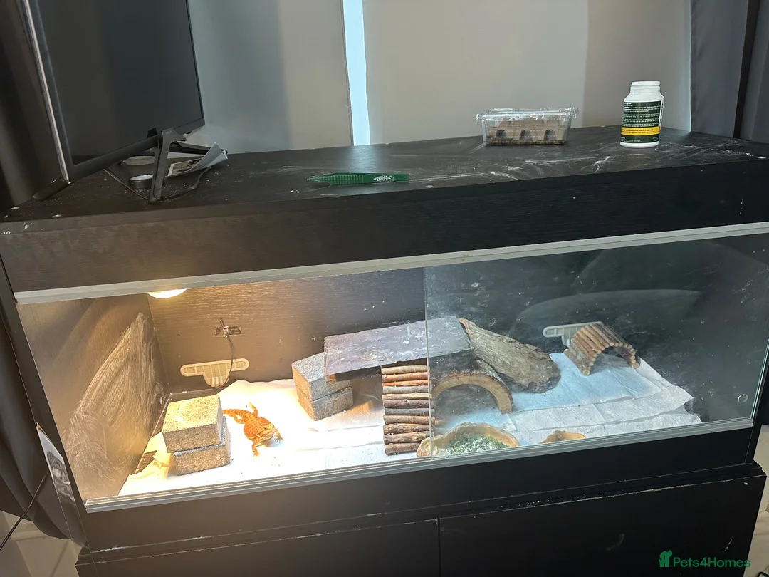 Bearded Dragon reptiles for sale: Bearded dragon - Advert 1