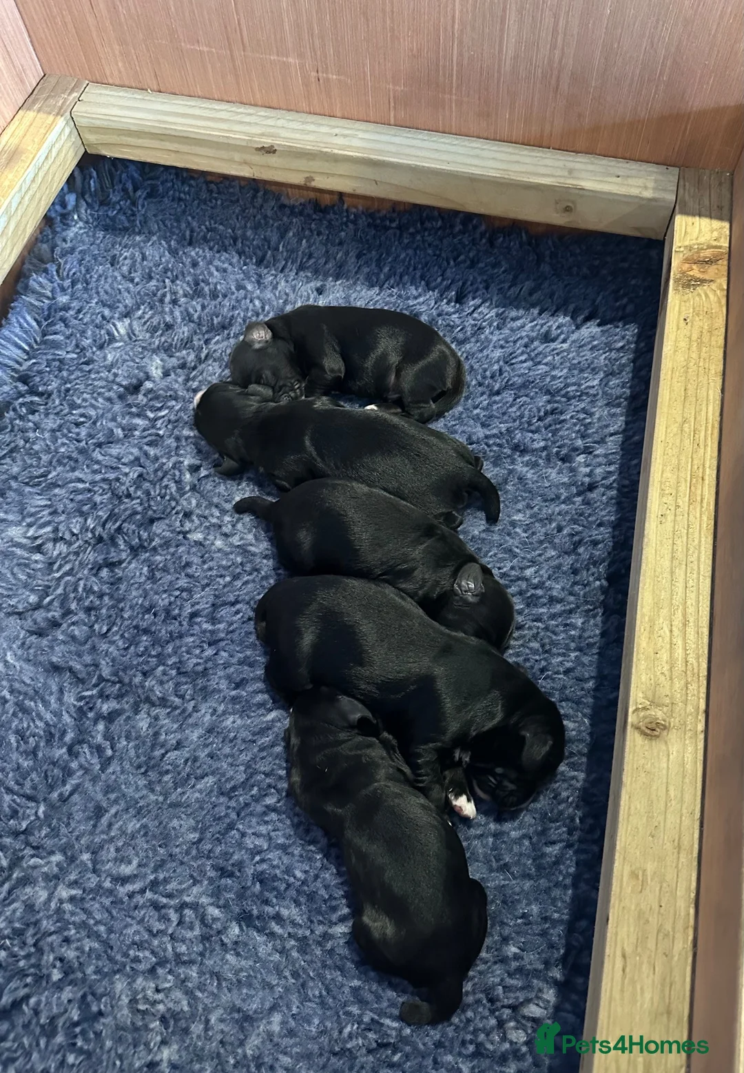 Cocker Spaniel dogs for sale: Cocker spaniels puppies for sale in Sidmouth - Advert 5