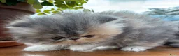 Persian cats for sale: Exotic long haired kittens male and female  - Advert 19