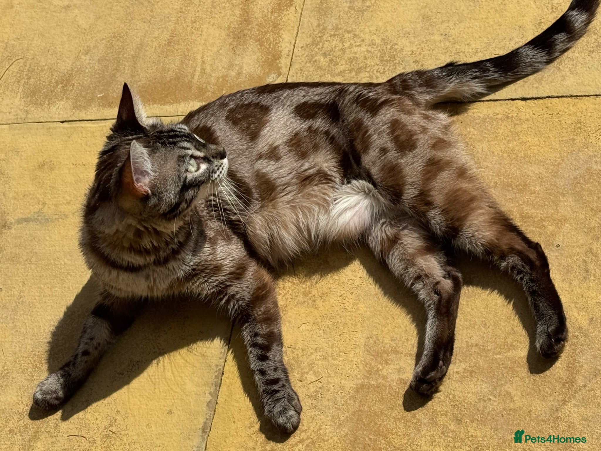 Bengal cats for sale: Bengal Queen ✨ - Advert 4