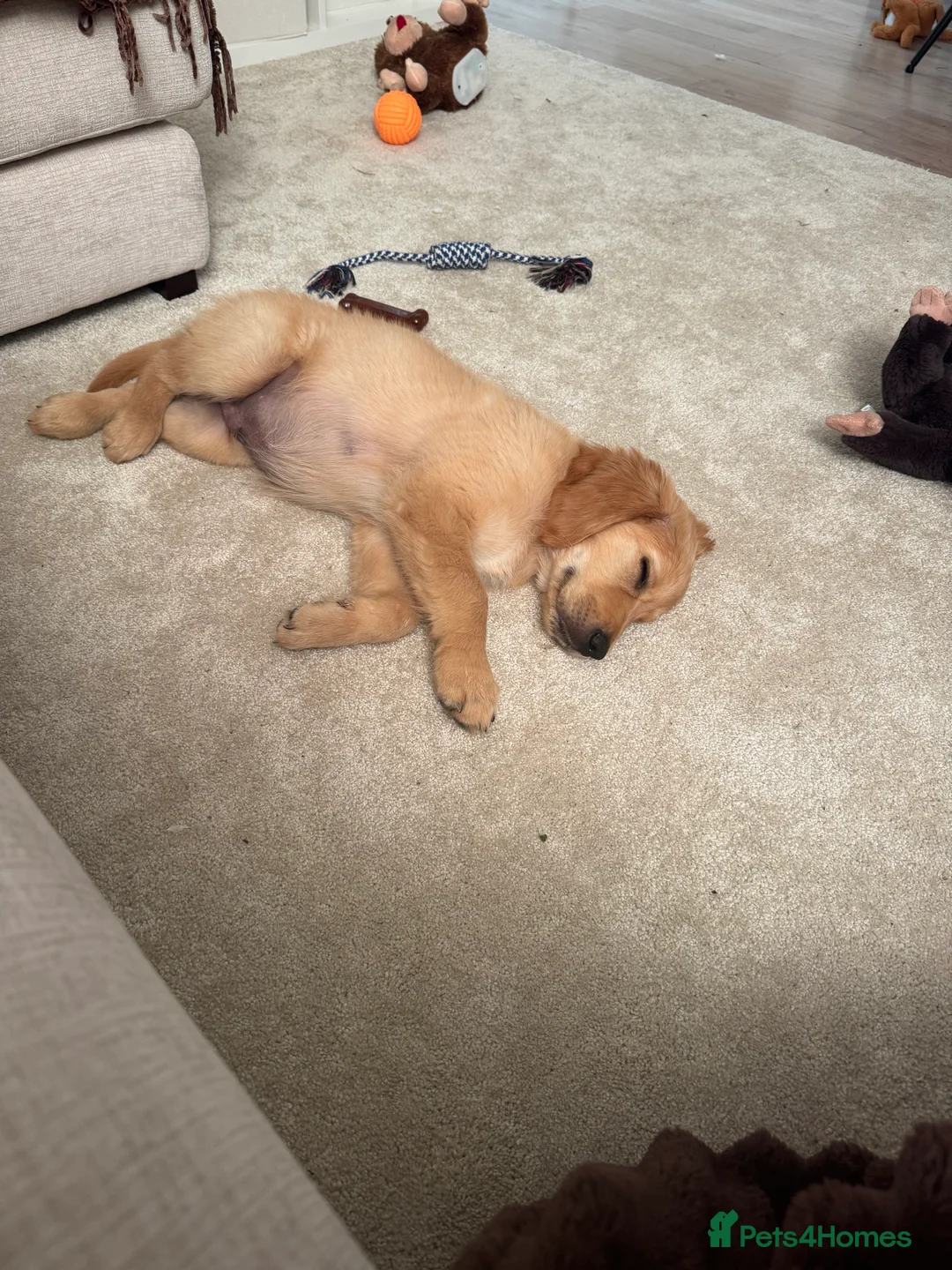 Golden Retriever dogs for sale: Gorgeous 16-Week-Old Golden Retriever Boy – Marley - Advert 7
