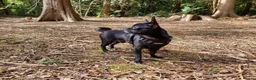 Chihuahua dogs for stud: Handsome 5-year-old Black Chihuahua for Stud Only - Advert 1