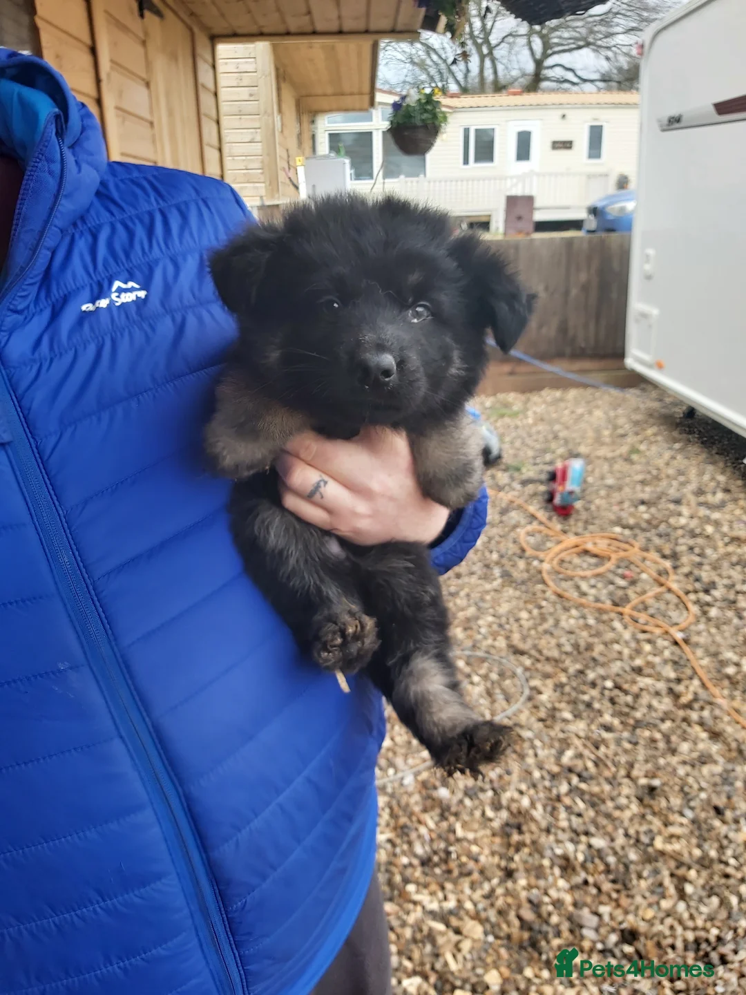 German Shepherd dogs for sale: 6 German shepherd pups - Advert 8