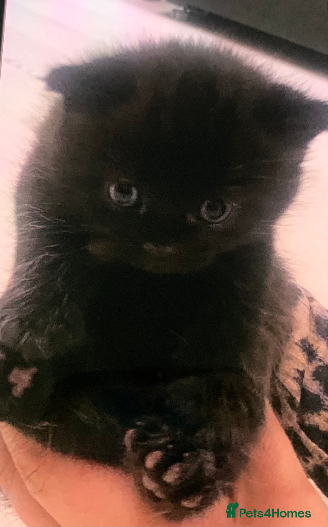 British Shorthair cats for sale: British short hair kittens  - Advert 3