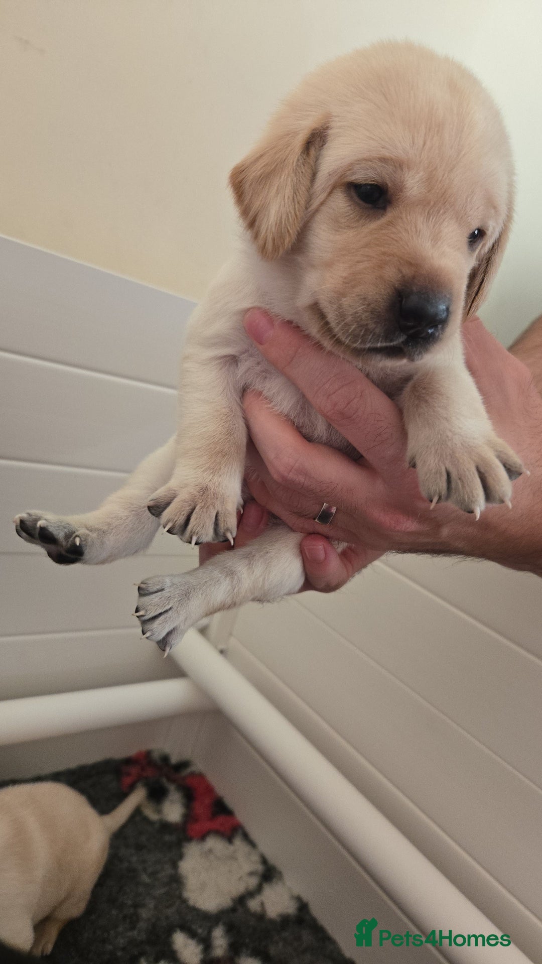 Labrador Retriever dogs for sale: Labrador pups kc registered *1 boy left* in Edinburgh - Image 12