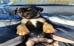 Frug dogs for sale: Frug puppies - Image 9