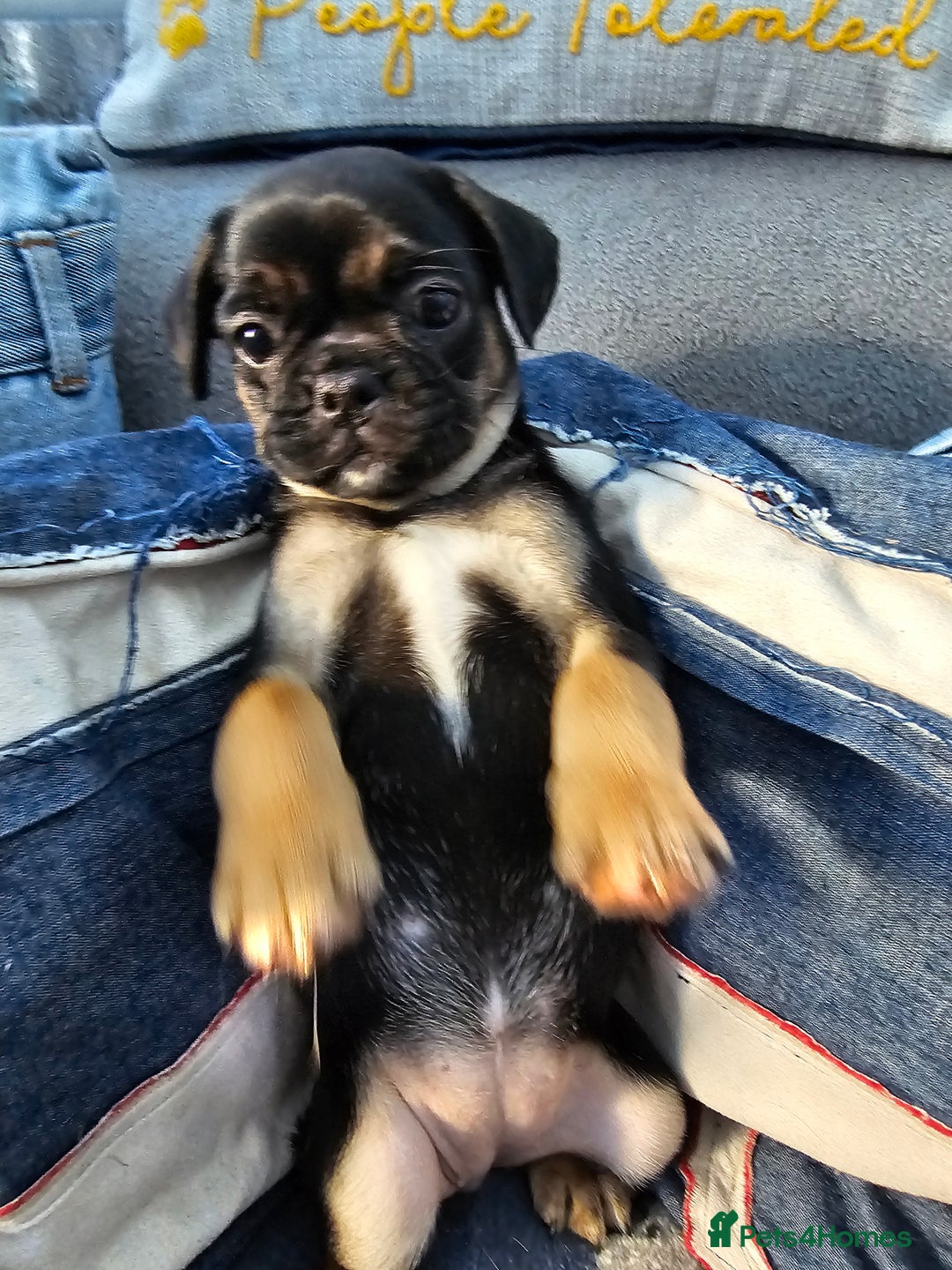 Frug dogs for sale: Frug puppies - Image 9