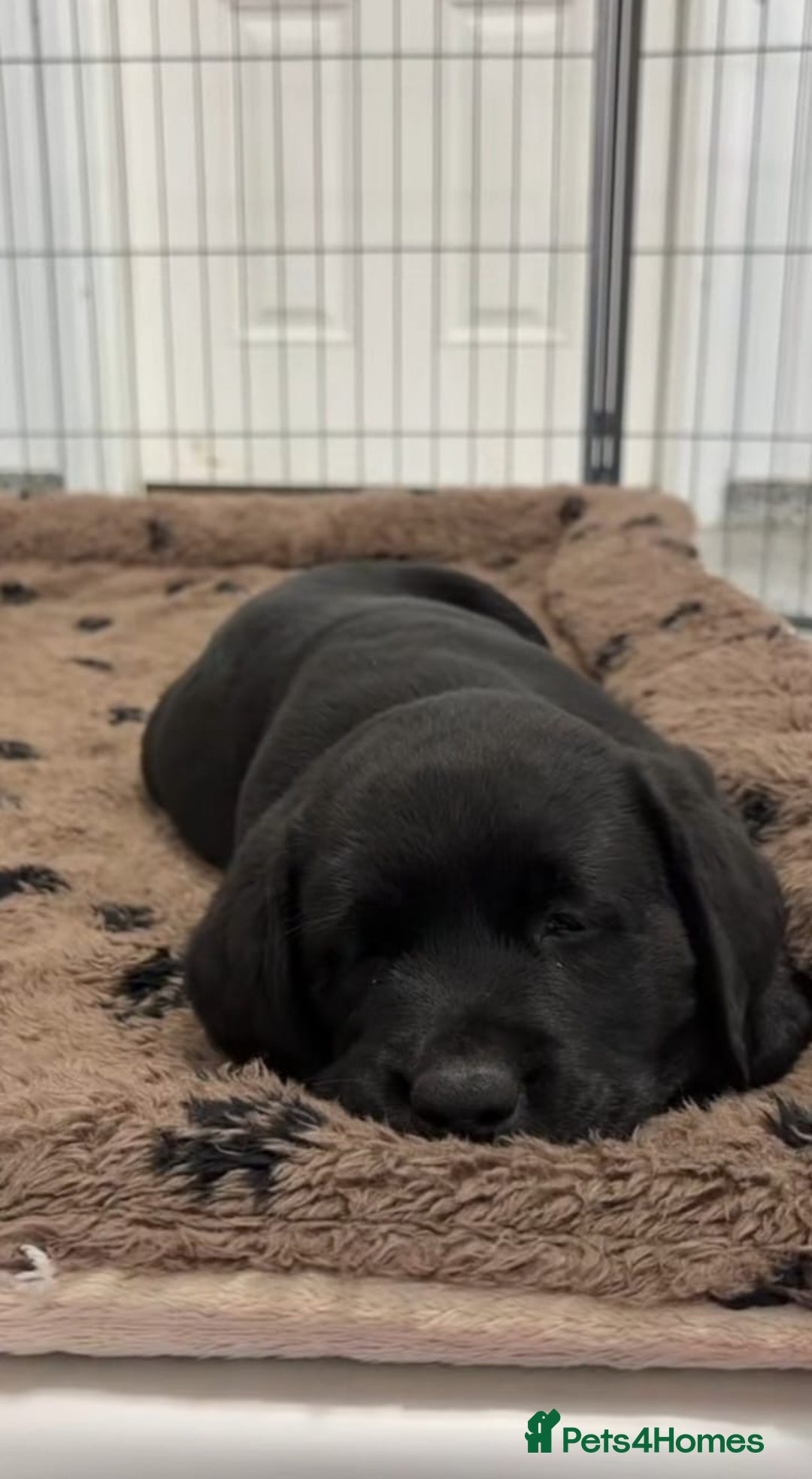 Labrador Retriever dogs for sale: Beautiful Labrador puppies for sale - Advert 8