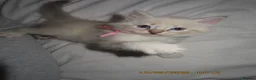 Siberian cats for sale: 🐾 Beautiful Siberian Kittens💙 - Advert 8