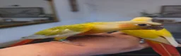Conures birds for sale: Handreared Tame Conures - Advert 5