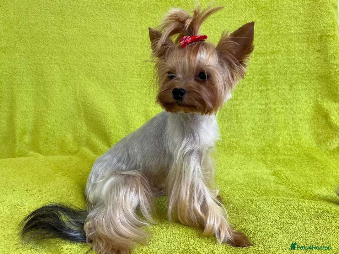 Yorkshire Terrier dogs for sale: 3 Beautiful Pure Breed Yorkshire Terrier puppies  - Advert 2