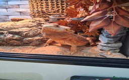 Bearded Dragon reptiles for sale: Bearded dragon plus vivarium  - Image 6