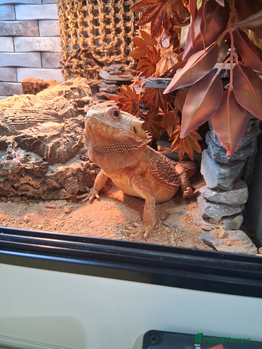 Bearded Dragon reptiles for sale: Bearded dragon plus vivarium  - Image 6