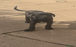 Cane Corso dogs for sale: Cane Corso puppies for sale - Image 7